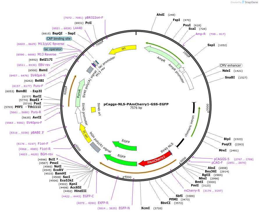 158000-plasmid-map-sequence-id-309928