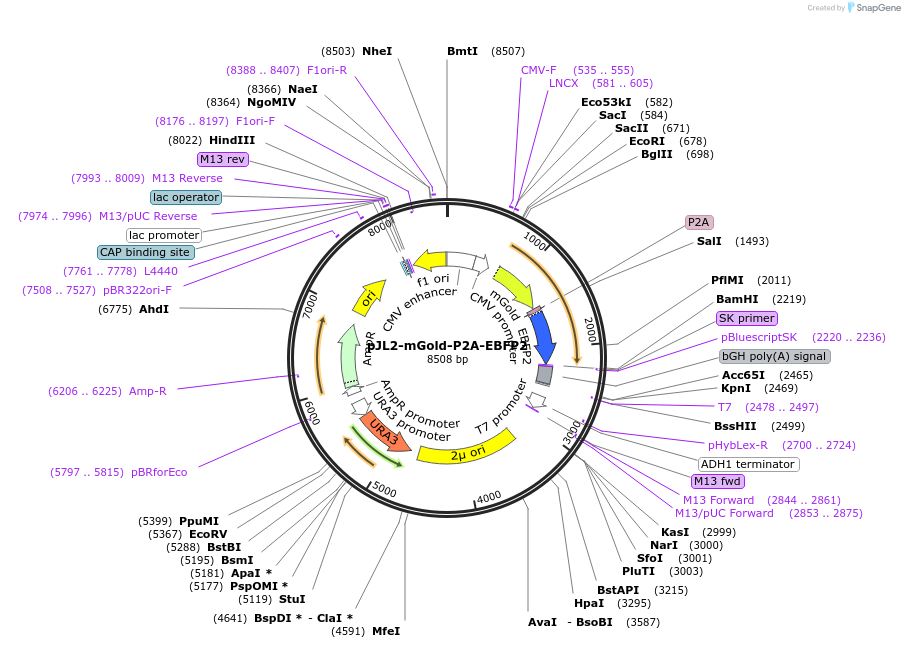 157998-plasmid-map-sequence-id-309930