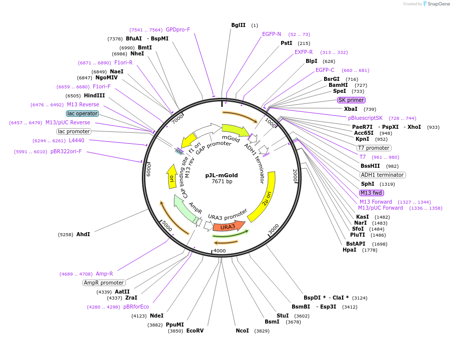 157997-plasmid-map-sequence-id-309931