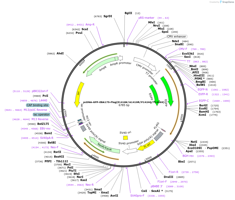 155009-plasmid-map-sequence-id-309962