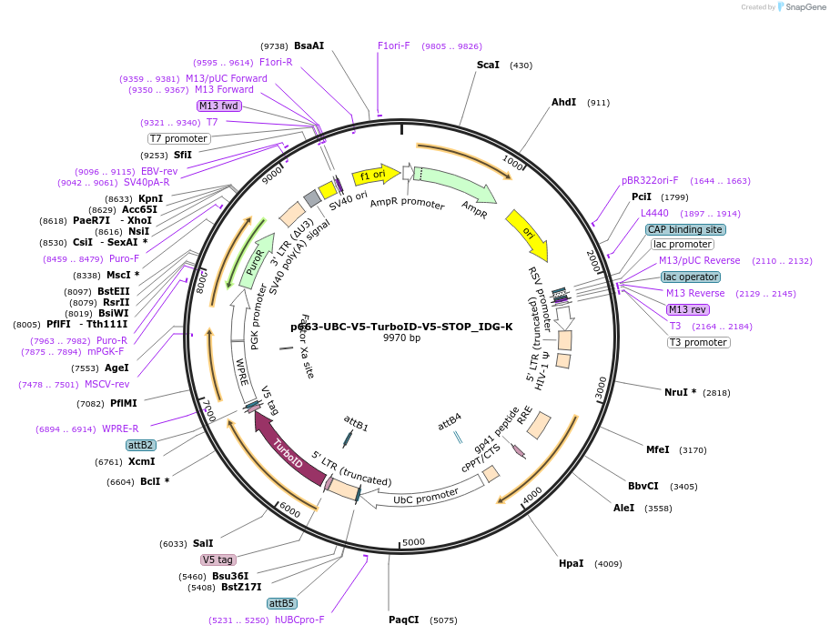 158159-plasmid-map-sequence-id-309970