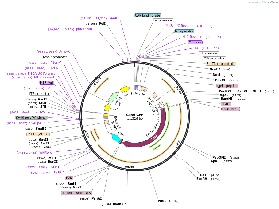 155278-plasmid-map-sequence-id-309981