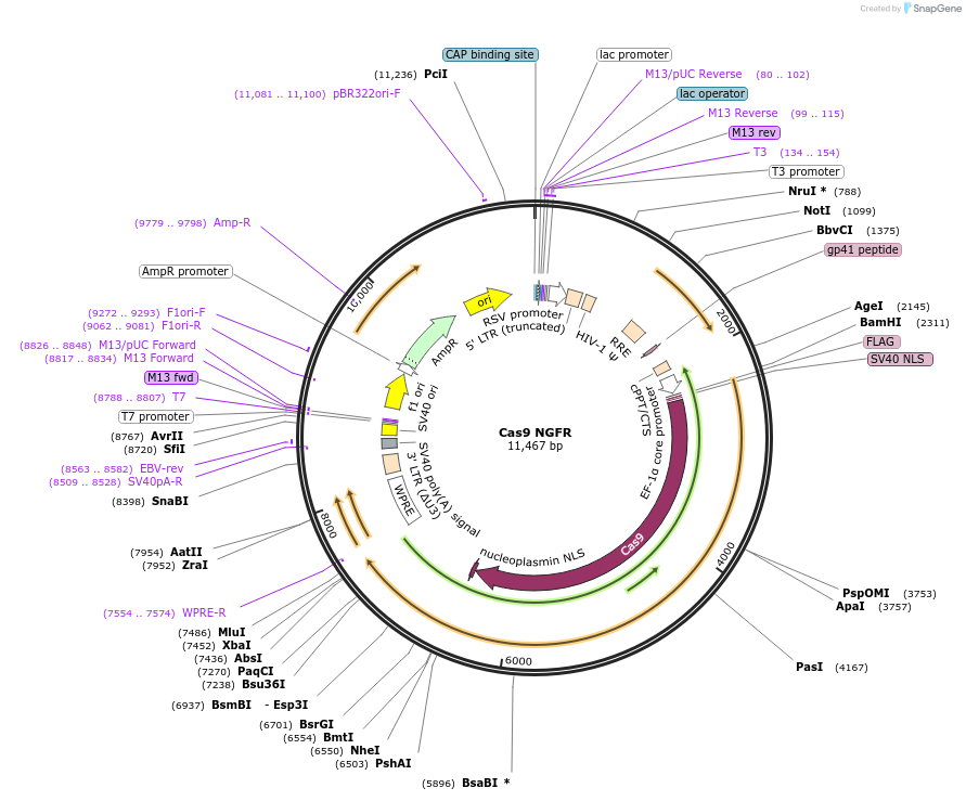 155279-plasmid-map-sequence-id-309983