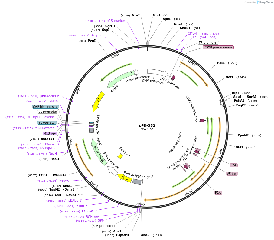 157922-plasmid-map-sequence-id-309985