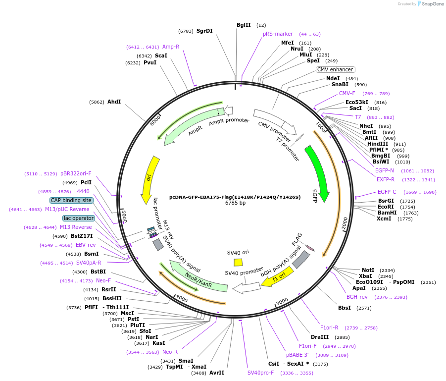 155006-plasmid-map-sequence-id-309986