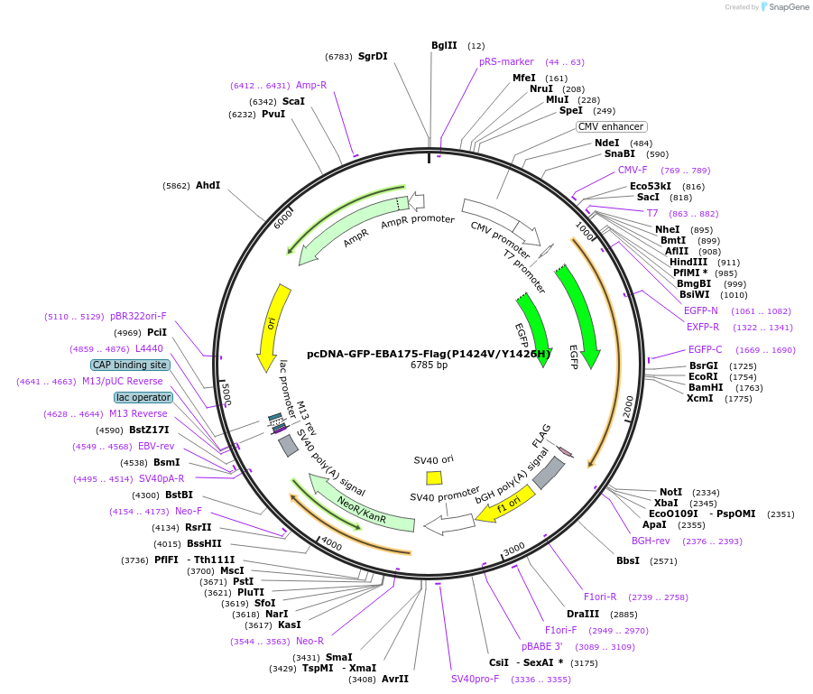 155311-plasmid-map-sequence-id-309989