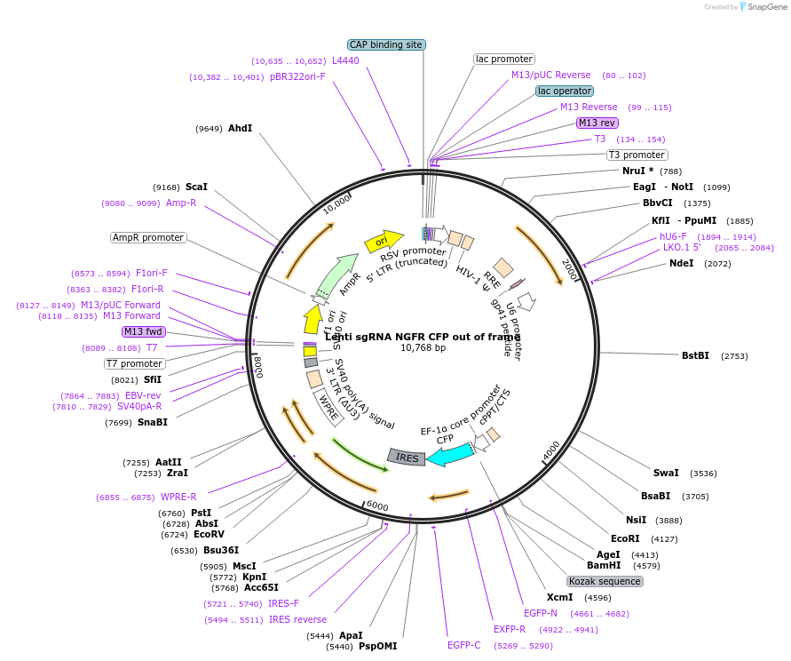 155283-plasmid-map-sequence-id-309991