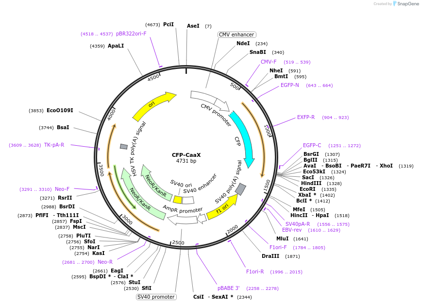 155232-plasmid-map-sequence-id-309999