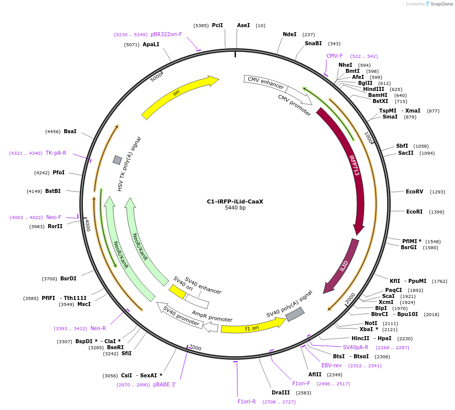 155229-plasmid-map-sequence-id-310007