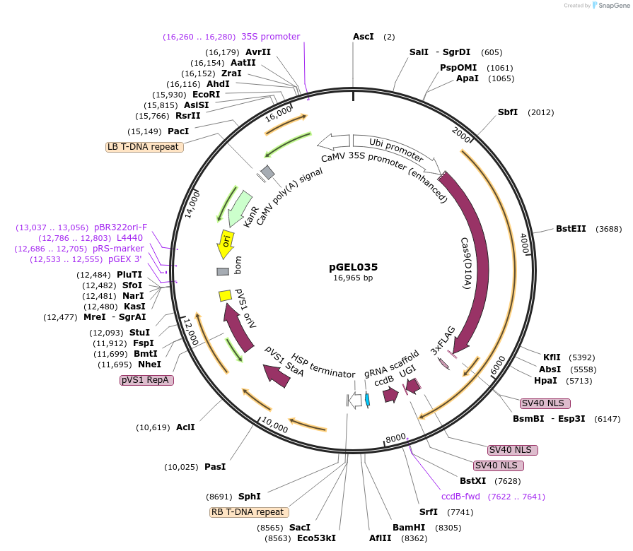 137903-plasmid-map-sequence-id-310008