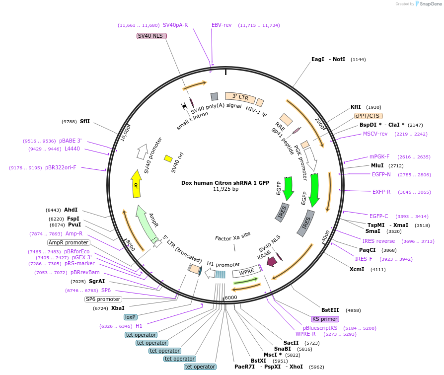 155291-plasmid-map-sequence-id-310010