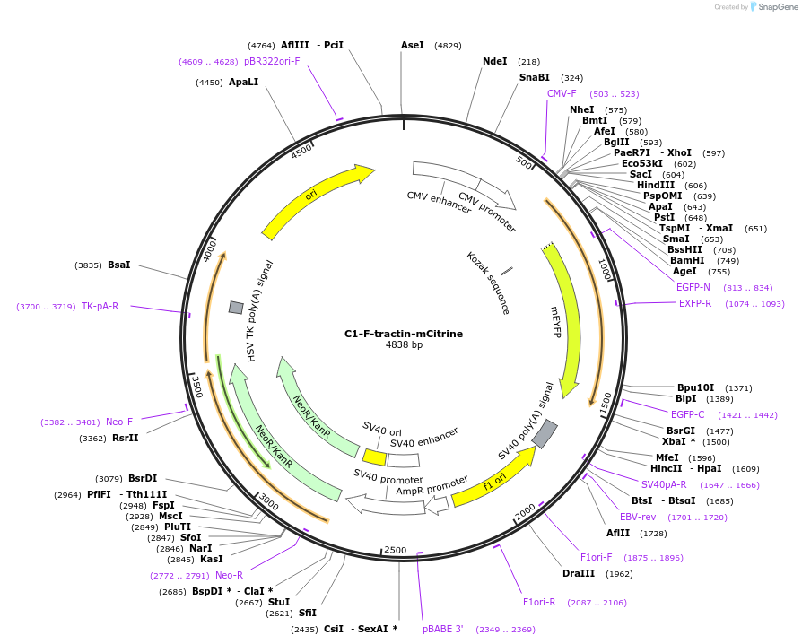 155217-plasmid-map-sequence-id-310023