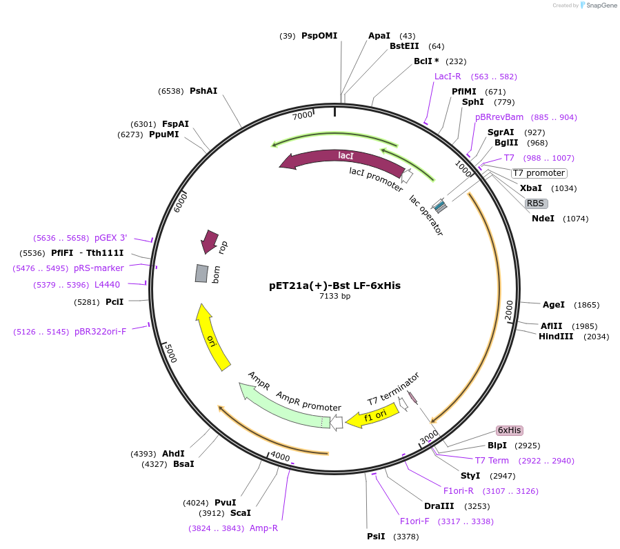 159148-plasmid-map-sequence-id-310070