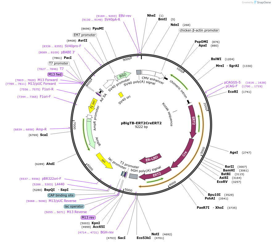 149433-plasmid-map-sequence-id-310076
