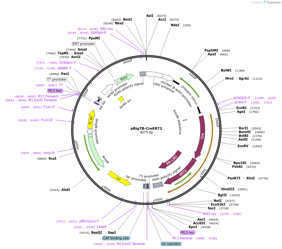 149434-plasmid-map-sequence-id-310090