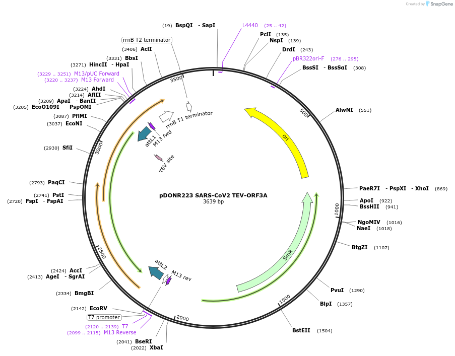 154416-plasmid-map-sequence-id-310095