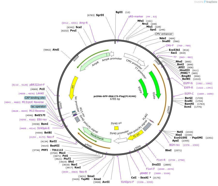 155128-plasmid-map-sequence-id-310097