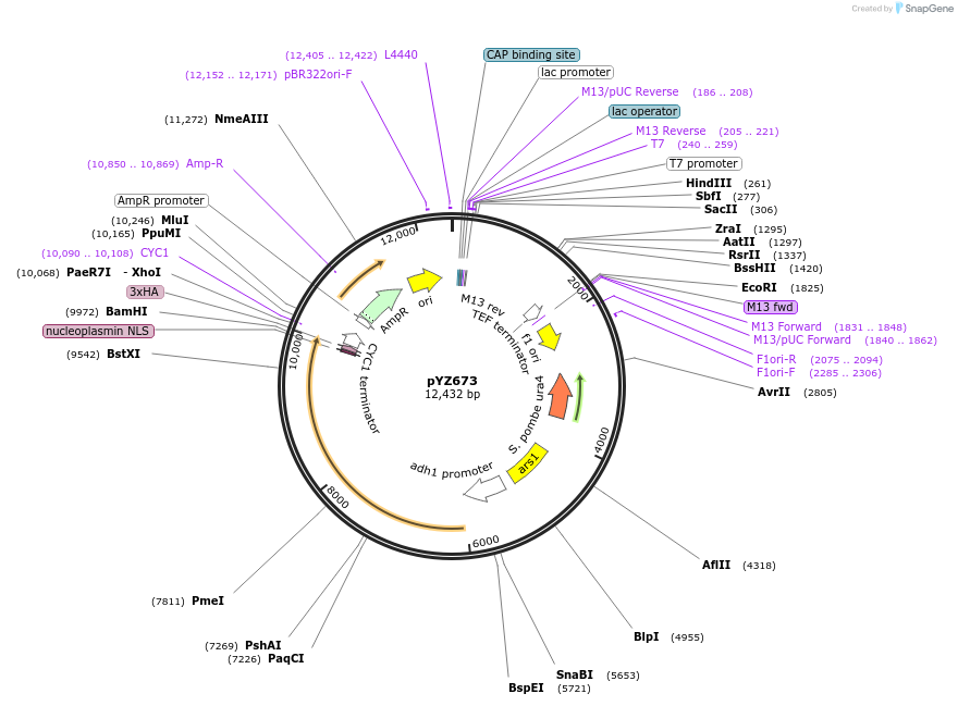 132953-plasmid-map-sequence-id-310101