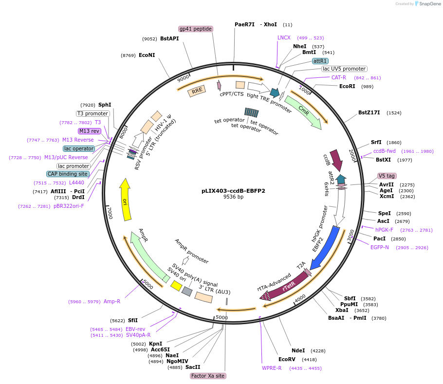 158562-plasmid-map-sequence-id-310105