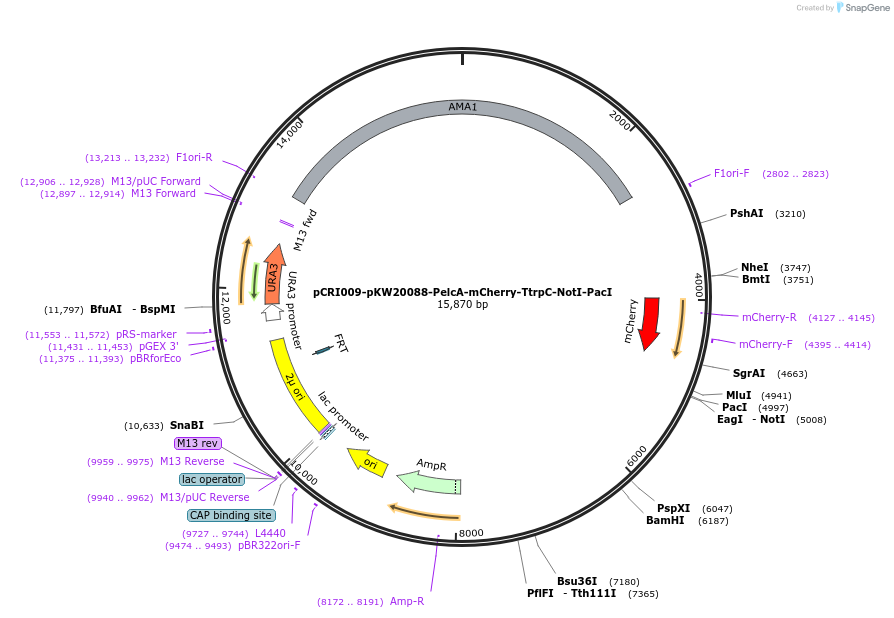 140202-plasmid-map-sequence-id-310118