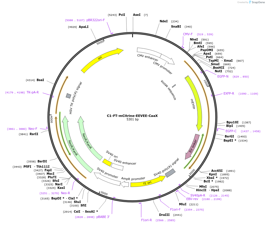 155225-plasmid-map-sequence-id-310121
