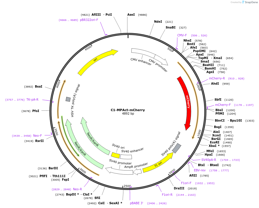 155222-plasmid-map-sequence-id-310131