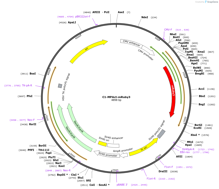 155221-plasmid-map-sequence-id-310132