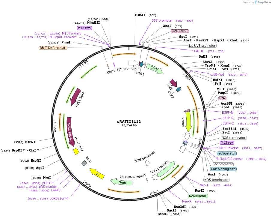 141066-plasmid-map-sequence-id-310148