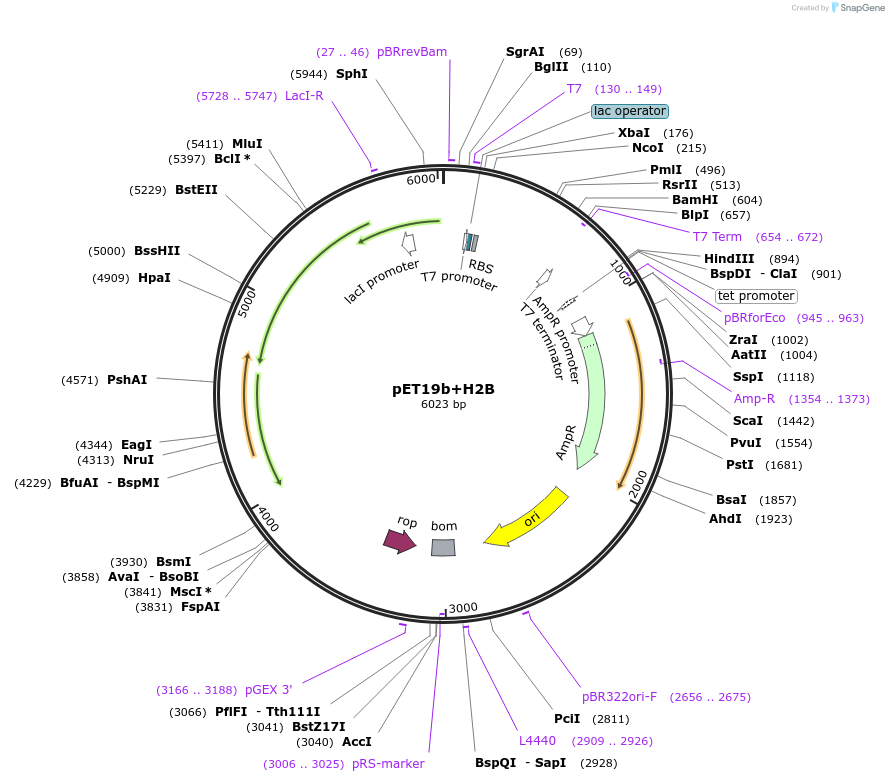 157809-plasmid-map-sequence-id-310150