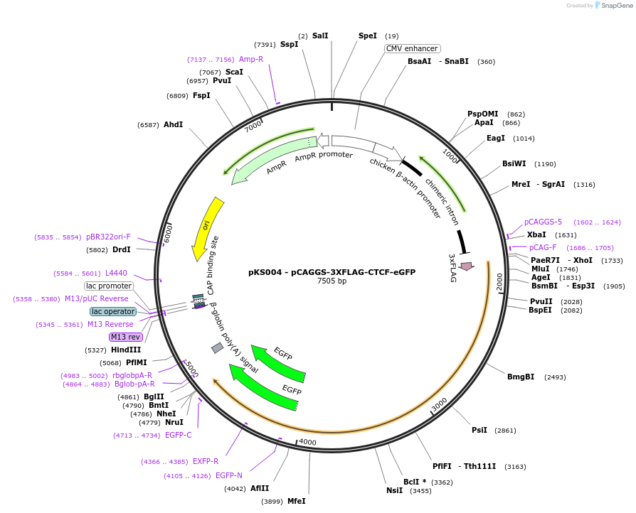 156438-plasmid-map-sequence-id-310155