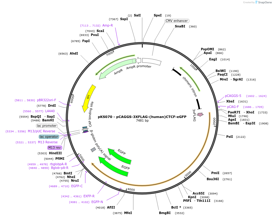 156448-plasmid-map-sequence-id-310163