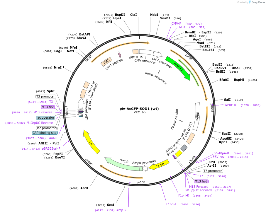 27138-plasmid-map-sequence-id-310167
