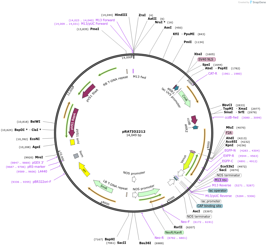141302-plasmid-map-sequence-id-310169