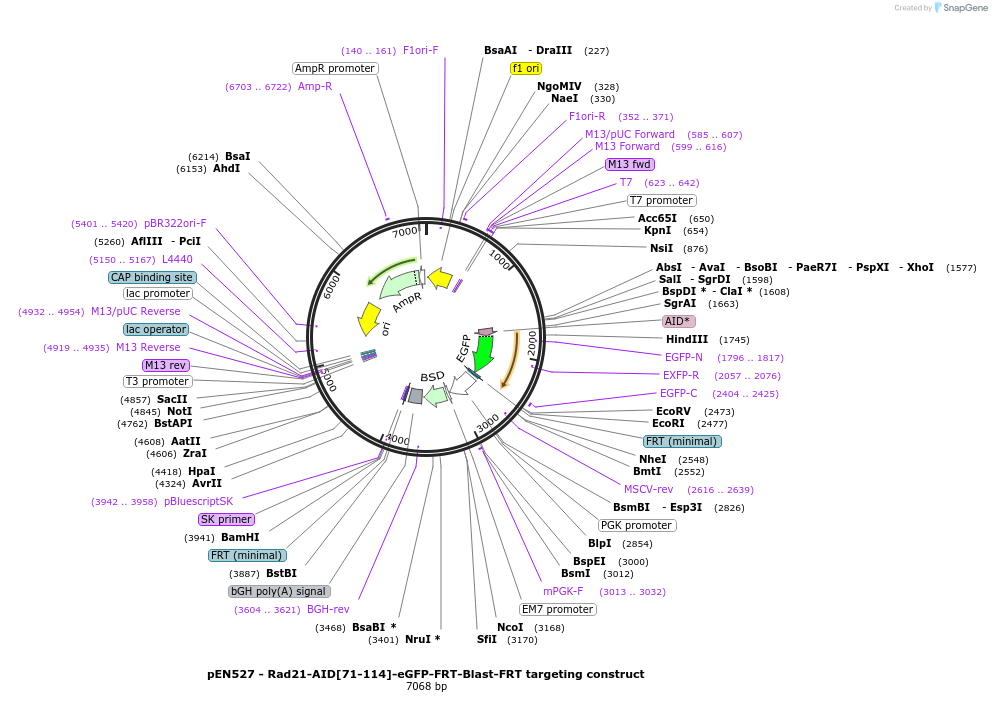 156452-plasmid-map-sequence-id-310171