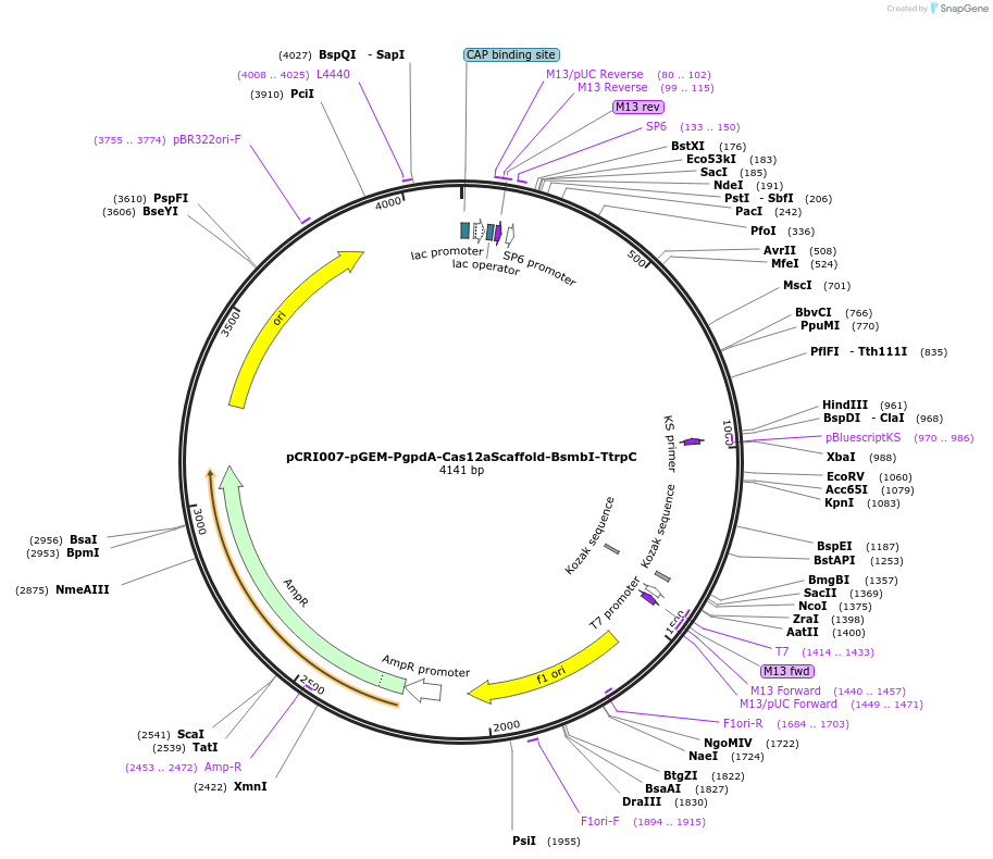 140200-plasmid-map-sequence-id-310179