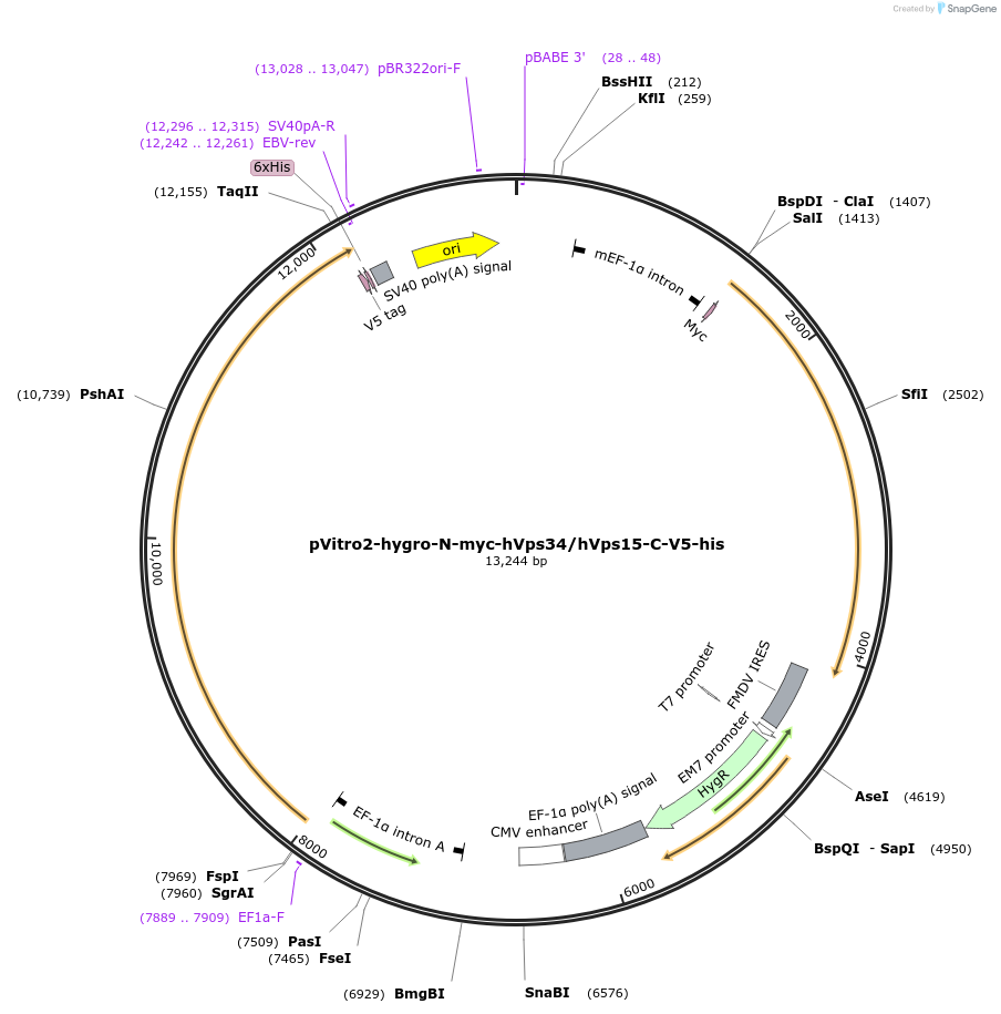 24055-plasmid-map-sequence-id-310181