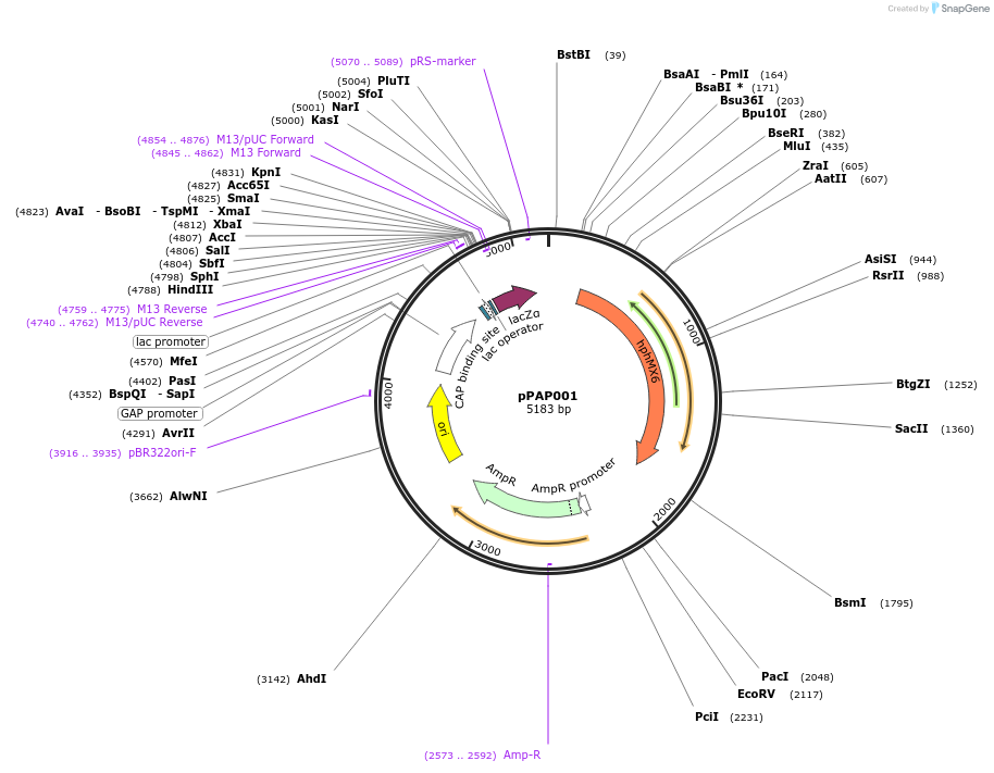 153488-plasmid-map-sequence-id-310188