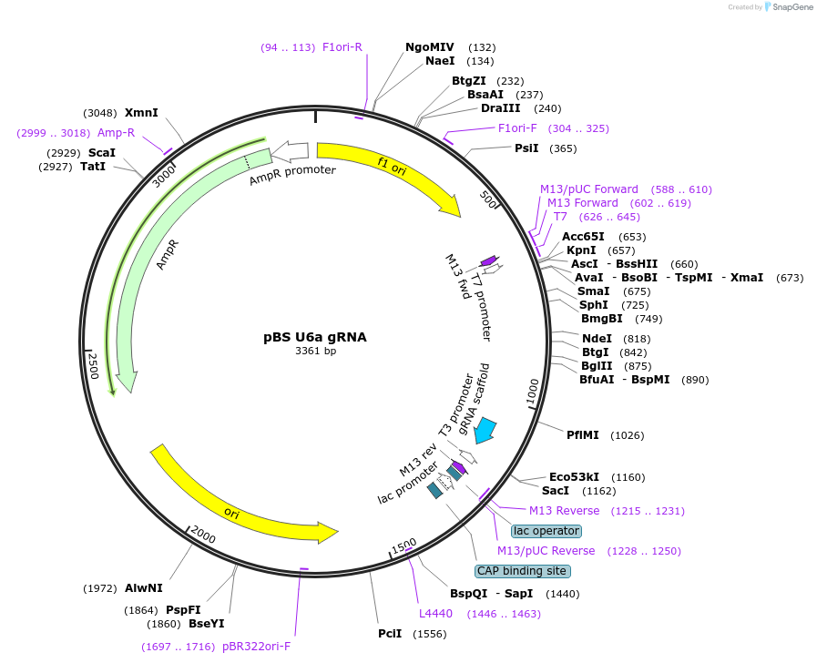 158961-plasmid-map-sequence-id-310192