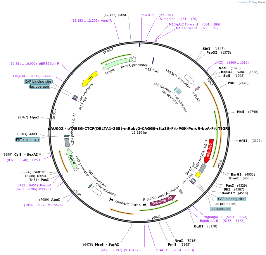 156429-plasmid-map-sequence-id-310209