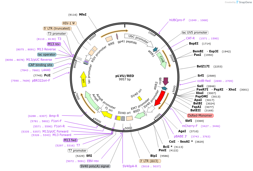 24178-plasmid-map-sequence-id-310233