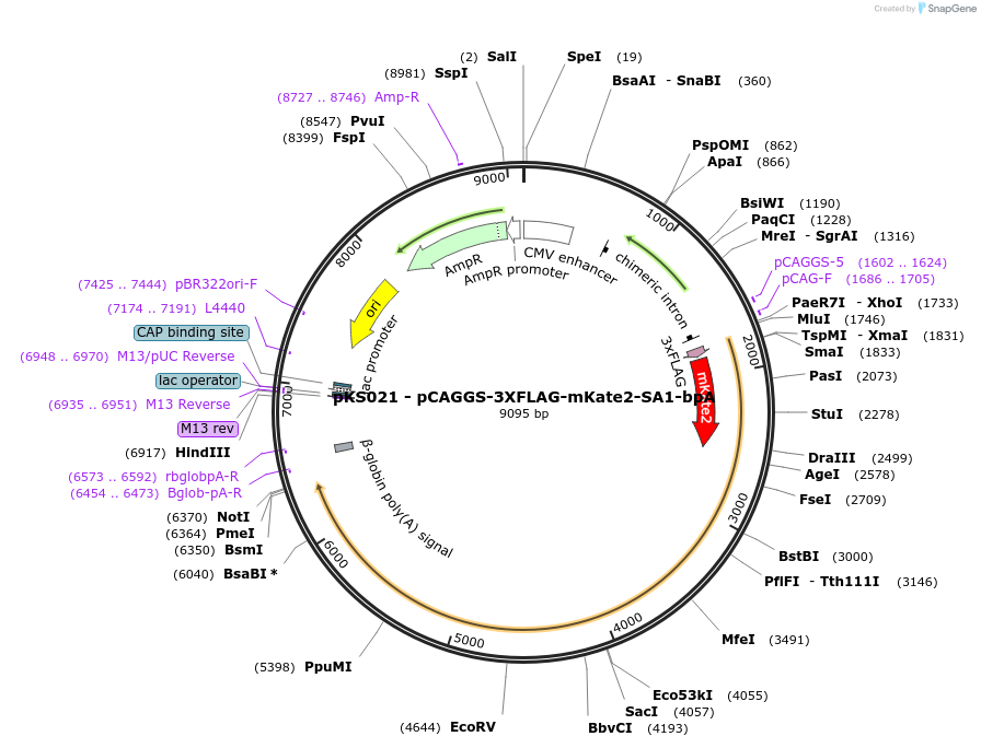 156440-plasmid-map-sequence-id-310248