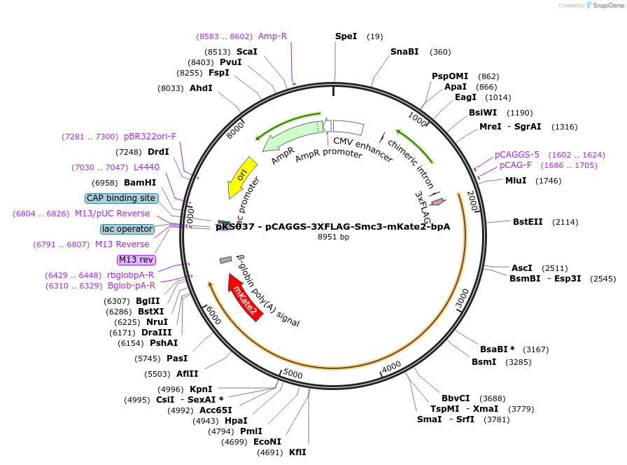 156447-plasmid-map-sequence-id-310250