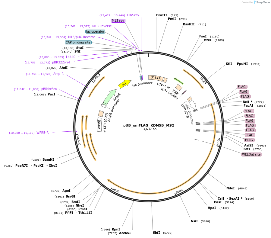 81084-plasmid-map-sequence-id-310275