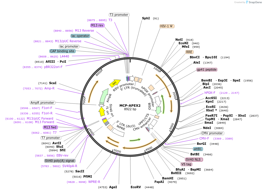 154936-plasmid-map-sequence-id-310339