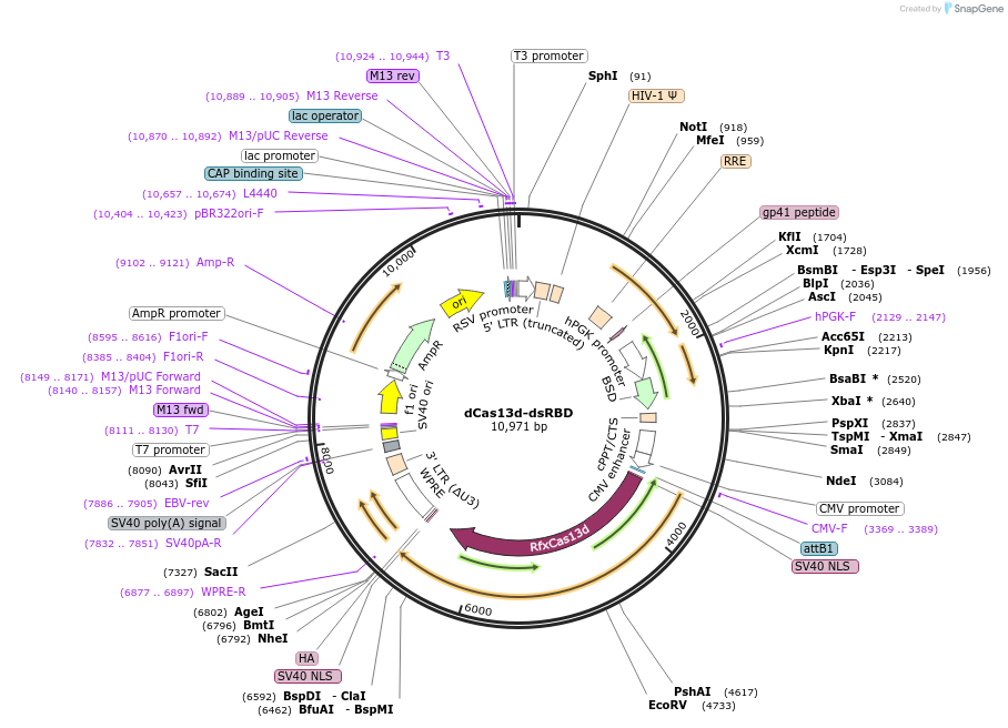 154938-plasmid-map-sequence-id-310341