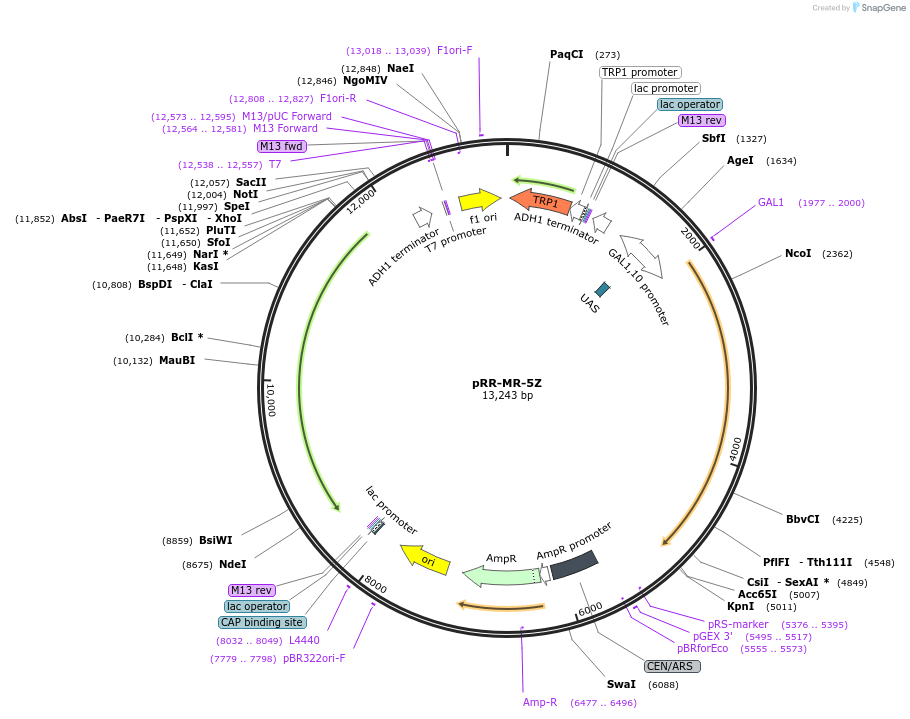 23059-plasmid-map-sequence-id-310396