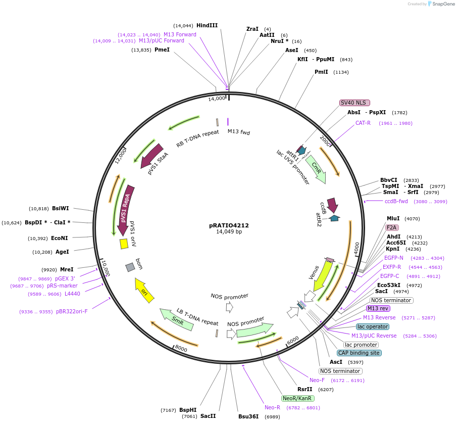141313-plasmid-map-sequence-id-310397