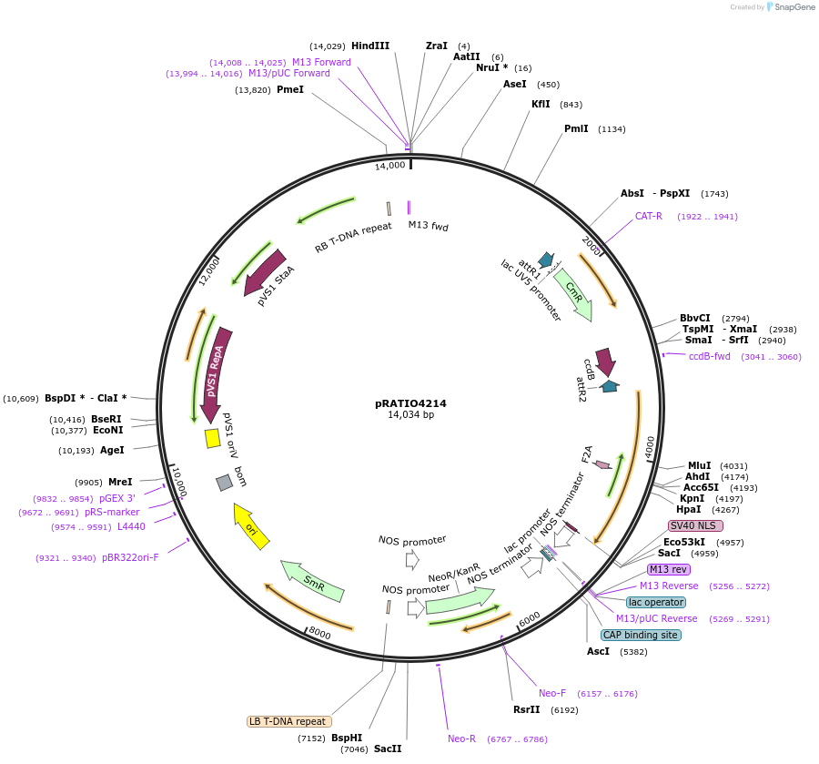 141314-plasmid-map-sequence-id-310402