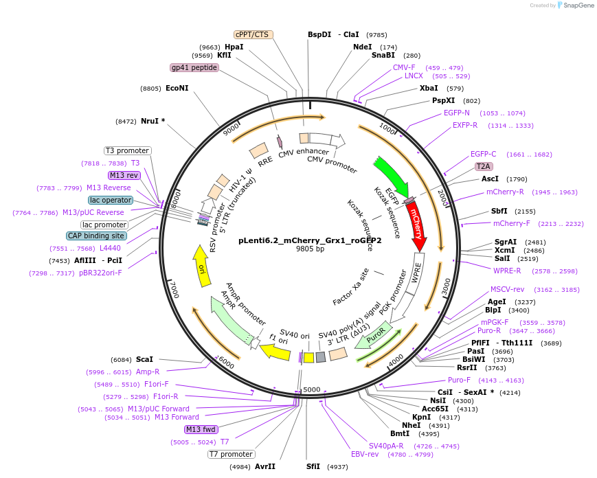 155045-plasmid-map-sequence-id-310403
