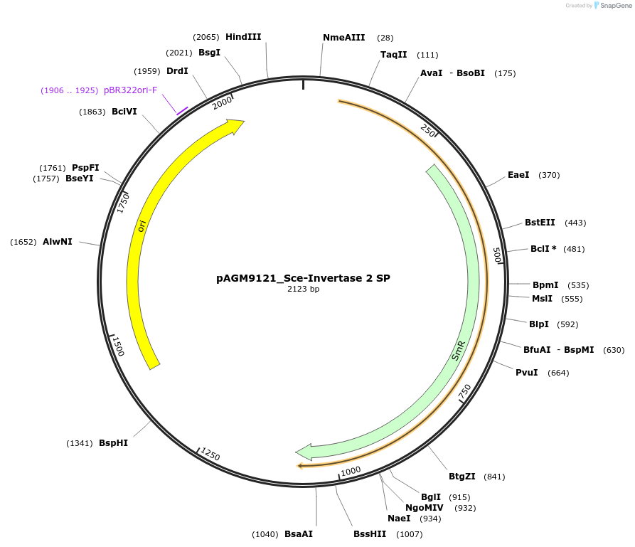 153493-plasmid-map-sequence-id-310416